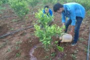 種植耙耙柑柑橘技術(shù)_耙耙柑哪里多