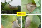 柑橘果樹夏季主要病蟲害_柑橘園出現(xiàn)了一株潰瘍病了