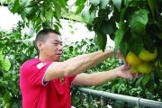 柑橘產(chǎn)業(yè)化種植技術(shù)_什么時候是移植桔子樹的最佳時節(jié)