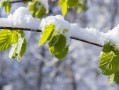 柑橘修枝在幾月份（柑橘的修剪時期與修剪范圍）