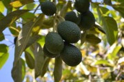 全面深入啟動(dòng)重慶開(kāi)州柑橘中毒事故調(diào)查