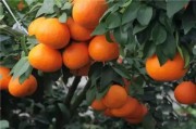 愛媛柑橘哪個(gè)品種最好看_美媛28號(hào)品種介紹