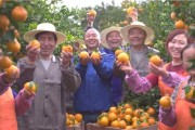 柑橘樹種植的管理技術(shù)規(guī)程_桔子的讀音