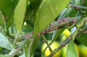 7月份柑橘病蟲(chóng)害防治技術(shù)_溫州蜜柑怎么控夏梢