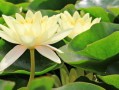 柑橘幼苗霜凍該怎么處理好（柑橘霜凍過后怎么辦）