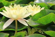 柑橘幼苗霜凍該怎么處理好（柑橘霜凍過后怎么辦）