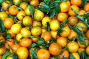 柑桔促花芽分化用什么農(nóng)藥（柑橘促花芽分化技術(shù)）