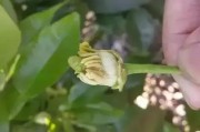 柑橘病蟲(chóng)害圖片大全最全_什么病害導(dǎo)致了柑橘出現(xiàn)穿心爛的癥狀