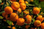 柑橘防病蟲害最好的方法_苯醚甲環(huán)唑能治柑橘白癩病嗎