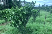 柑橘秋季種植技術(shù)管理_如何促進(jìn)柑橘秋梢老熟 柑橘秋季種植技術(shù)管理_如何促進(jìn)柑橘秋梢老熟