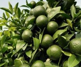 柑橘種植疏花疏果技術(shù)_如何做好柑桔樹(shù)的控梢促花保花保果和預(yù)防采摘前落果工作