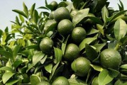 柑橘種植疏花疏果技術(shù)_如何做好柑桔樹的控梢促花?；ū９皖A(yù)防采摘前落果工作