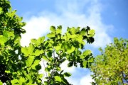 柑桔樹怎么嫁接最好？掌握這5個(gè)高效技巧輕松提高成活率！