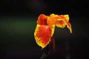 甘平柑橘怎樣防裂果實(shí)發(fā)芽快些視頻講解（甘平柑橘裂果怎么防止）