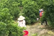 柑橘疏果種植技術(shù)_橘子樹為什么掛不住果實和花