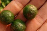 柑橘夏季病蟲害防治技術(shù)_夏季在管理上要注意哪些方面