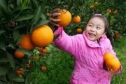 石門柑橘常見(jiàn)病蟲害_廣西上林縣有什么好玩的景點(diǎn)