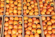 四川眉山耙耙柑幾月份成熟上市？成熟季節(jié)與上市時間全解析