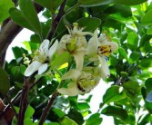 紅美人柑橘28號(hào)還38號(hào)品種好？果農(nóng)實(shí)測(cè)對(duì)比告訴你最佳選擇