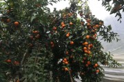 廣西柑橘種植技術(shù)圖紙大全_重慶可以種植沙糖桔嗎
