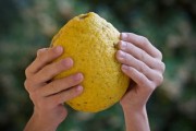柑橘屬熱性還涼性？中醫(yī)解析其性質(zhì)與食療養(yǎng)生需知