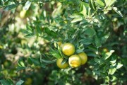 中山柑橘種植技術(shù)與管理_11月份這個季節(jié)什么水果上市
