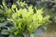 柑橘芽的種植技術(shù)_新會(huì)柑樹苗幾天可施肥方法 柑橘芽的種植技術(shù)_新會(huì)柑樹苗幾天可施肥方法