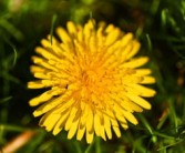 桔樹(shù)開(kāi)花打什么藥?；ū９茫ń蹣?shù)開(kāi)花時(shí)打什么藥防蟲(chóng)）