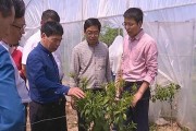 柑橘土壤有病蟲(chóng)害怎么辦_吡唑醚菌酯在柑橘的最佳使用時(shí)間