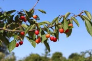 四川滿天紅柑橘樹苗優(yōu)質栽培技術助力產業(yè)豐收