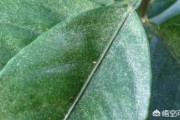 廣西德保柑橘種植技術(shù)_廣西到底都盛產(chǎn)哪些水果