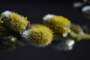 柑橘發(fā)芽時(shí)間關(guān)鍵影響因素解析及春季栽培管理要點(diǎn)