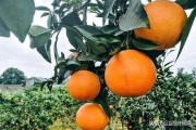 柑橘冬天種植技術視頻播放_柑桔一年四季都可以用的農(nóng)藥