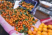 柑橘收購(gòu)商_果樹(shù)下適合養(yǎng)殖什么