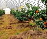 柑橘新農(nóng)人種植技術_海拔450m載什么柑橘合適