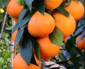如何解決甘平柑橘裂果的問題（保證果園高產(chǎn)）