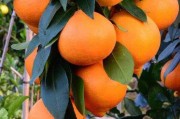 日本柑橘果園管理種植技術(shù)規(guī)程（日本柑橘分布圖）
