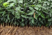 柑橘結(jié)果多的種植技術_向有種植桔子樹經(jīng)驗的請教