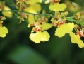 春見桔種植技術(shù)（春見柑橘的功效與作用）