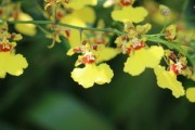 春見桔種植技術(shù)（春見柑橘的功效與作用）