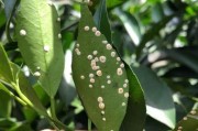 互聯(lián)網(wǎng)大賽柑橘病蟲害項目_怎樣用代鋅王銅防治柑橘潰瘍病