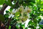 四川柑橘分布特征與區(qū)域種植影響因素分析