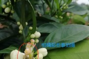 柑橘病蟲(chóng)害?；ū９夹g(shù)_奇寶920在柑橘保果上效果如何