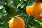 柑橘種植技術(shù)重點(diǎn)在幾月_柑橘什么季節(jié)生長(zhǎng)比較快