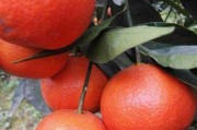 黃美人柑橘病蟲害防治_紅美人柑橘用紅桔砧木生長(zhǎng)品質(zhì)分析