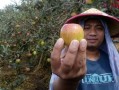 沃柑有點苦為什么？果農揭秘品種、種植與儲存的三大關鍵因素