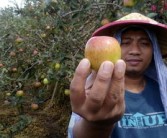 沃柑有點苦為什么？果農(nóng)揭秘品種、種植與儲存的三大關(guān)鍵因素