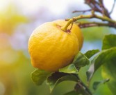 柑橘種植相關技術資料_種植柑桔技術制水是什么意思