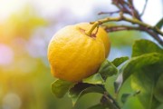 柑橘種植相關(guān)技術(shù)資料_種植柑桔技術(shù)制水是什么意思