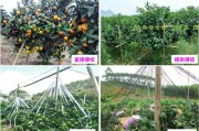 云浮柑橘種植技術要點簡介_佛手檸檬是什么東西